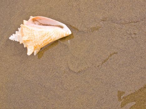 Conch Shell on a Wet Sandy Beach