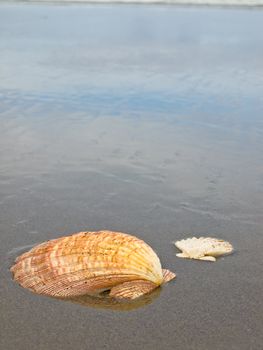 Scallop Shells on a Wet Sandy Beach