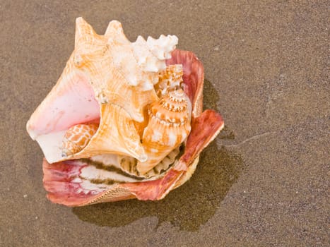 Scallop and Conch Shells on a Wet Sandy Beach