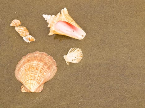 Scallop and Conch Shells on a Wet Sandy Beach