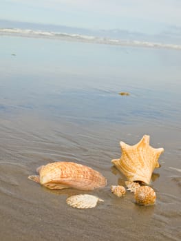 Scallop and Conch Shells on a Wet Sandy Beach