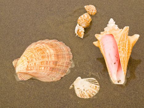 Scallop and Conch Shells on a Wet Sandy Beach