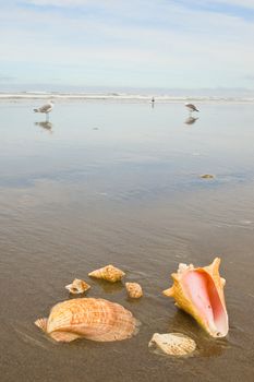 Scallop and Conch Shells on a Wet Sandy Beach with Sea Gulls in Background