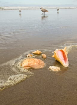 Scallop and Conch Shells on a Wet Sandy Beach with Sea Gulls in Background