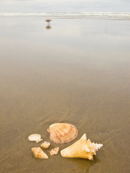 Scallop and Conch Shells on a Wet Sandy Beach with Sea Gulls in Background