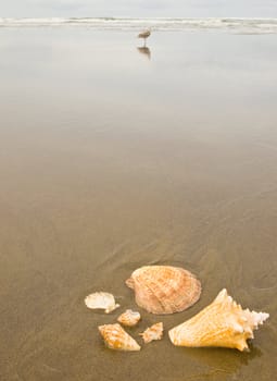 Scallop and Conch Shells on a Wet Sandy Beach with Sea Gulls in Background