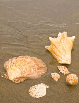 Scallop and Conch Shells on a Wet Sandy Beach