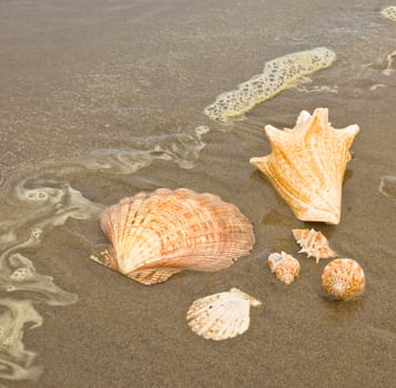 Scallop and Conch Shells on a Wet Sandy Beach as an Ocean Ripple Approaches