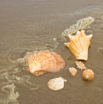 Scallop and Conch Shells on a Wet Sandy Beach as an Ocean Ripple Approaches