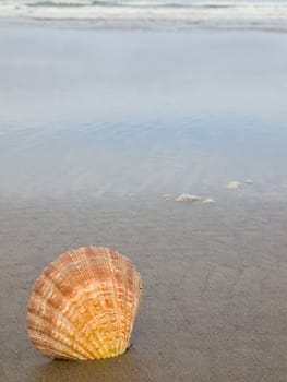 Scallop Shell Sticking Up in the Sand at the Water's Edge of a Beach