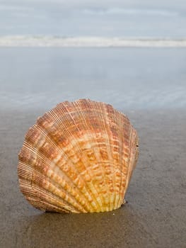 Scallop Shell Sticking Up in the Sand at the Water's Edge of a Beach