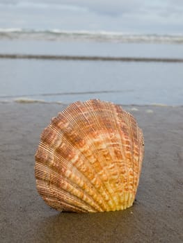 Scallop Shell Sticking Up in the Sand at the Water's Edge of a Beach