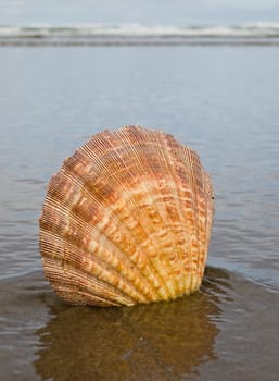 Scallop Shell Sticking Up in the Sand at the Water's Edge of a Beach