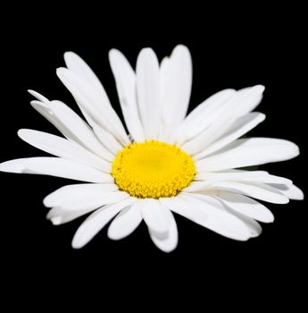 Macro view of single camomile over black background
