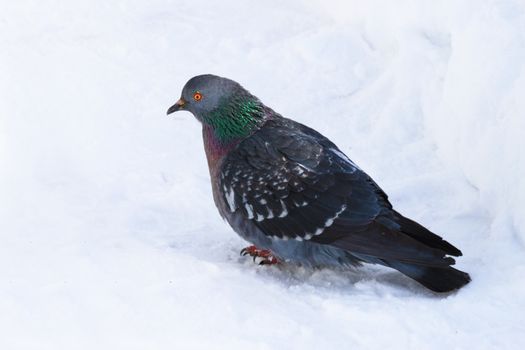 Dove in winter plumage on the snow surface