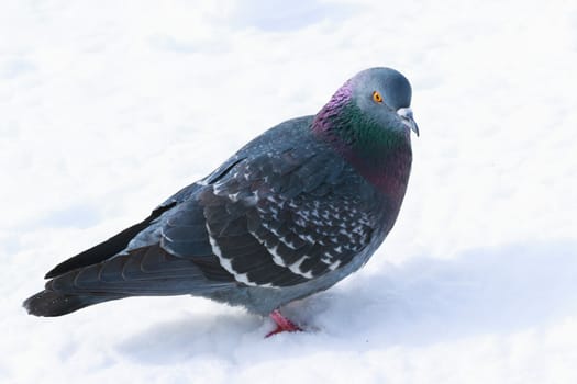 One dove in winter plumage in the snow