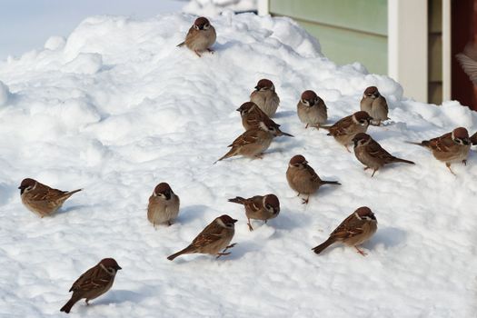 The flock of birds gathered on snow