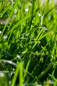 Closeup view of fresh green grass with drops in the morning.