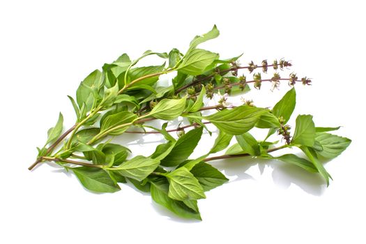 Blossoming basil on a white background. It is herb.