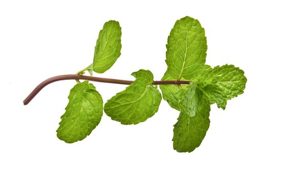 mint leaves isolated on a white background