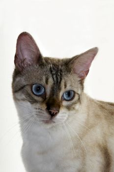 A bengal kitten on a white background