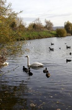 Swans and duck on a lake in england