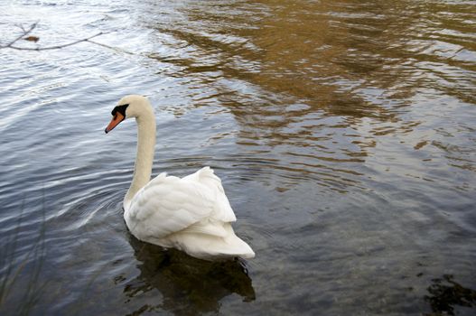 A mute swan swimming on a lake 