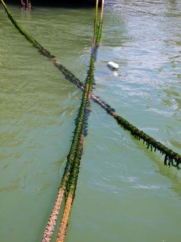 Two Algae Covered Ropes at an Ocean Dock