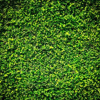 Green leaves wall texture with for background