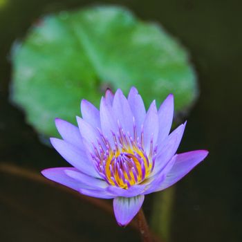 Close up lotus blossom blooming in pond