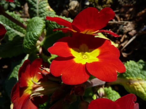 close up of a red primula as a background