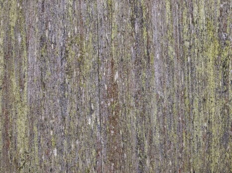 old board covered with moss