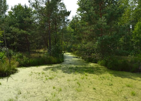 Impassable swampy creek in a thick pine forest