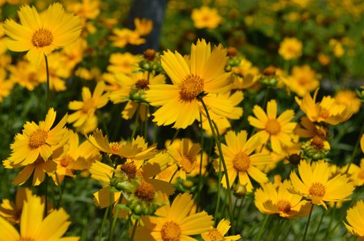 Yellow flower on a meadow