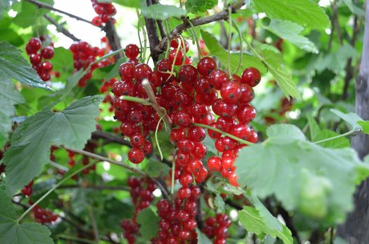 Bush of a red currant