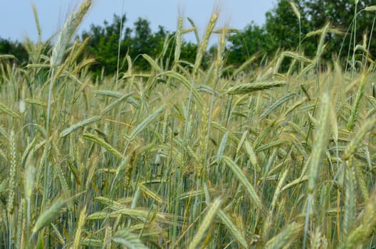 Wheaten field