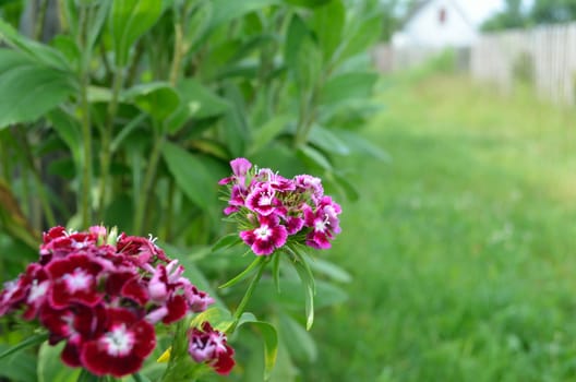  Garden flowers