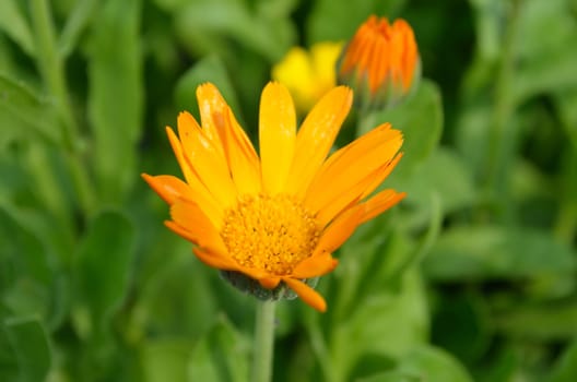 Yellow garden flower