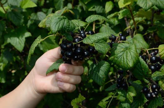 Children's hand breaking a currant