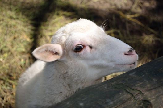 White lamb with a clever look