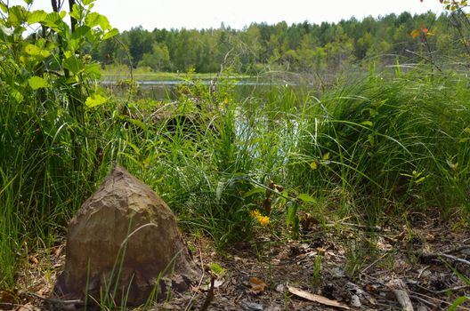 Wood gnawing beavers on the lake