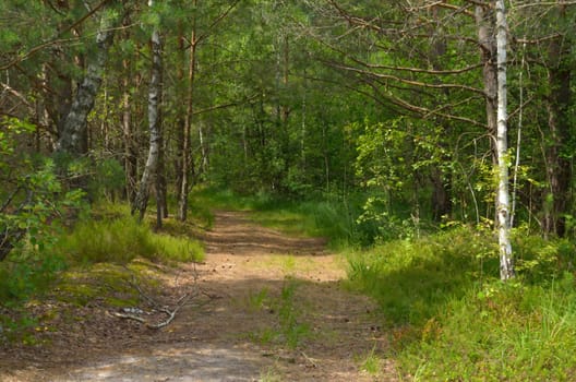 The thrown road in the pine wood