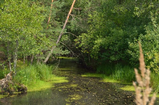 Impassable swampy creek in a thick pine forest