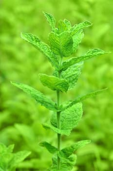 Mentha herb growing in garden