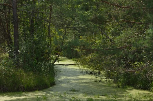Impassable swampy creek in a thick pine forest