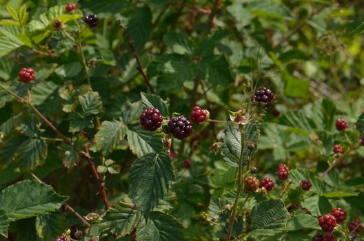 Wild berries in dense impenetrable pine forest