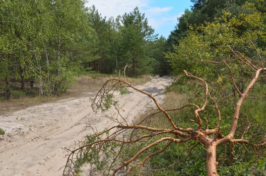 Broken by the wind a tree by the road in a dense forest