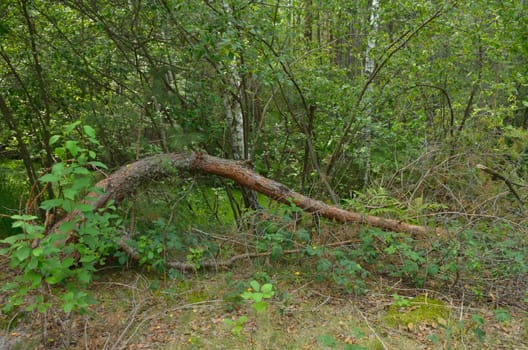 Broken tree after a strong wind in the wild forest