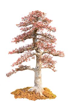 beautiful bonsai tree isolated on white background