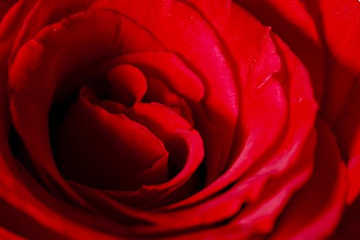 Close up of red rose petal 